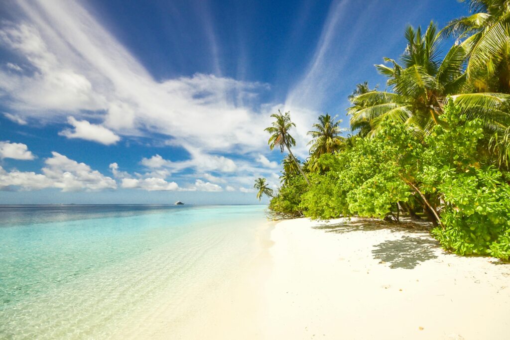 Green Trees Near Seashore Under Blue Sky