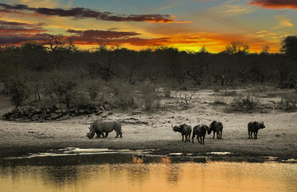 Rhino Beside Body of Water